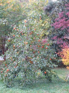 persimmon tree